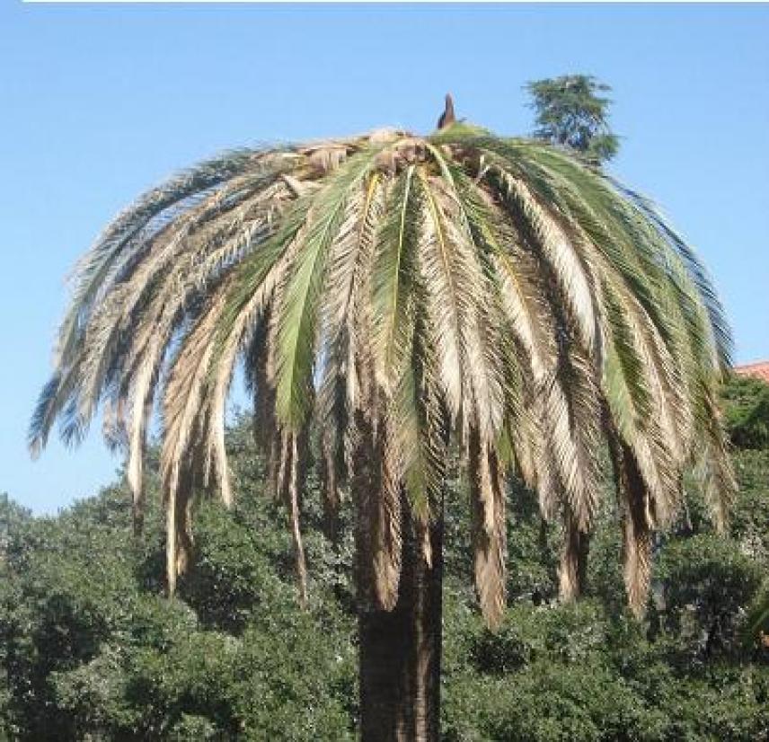 Monitorate le palme su tutto il territorio fasanese ...