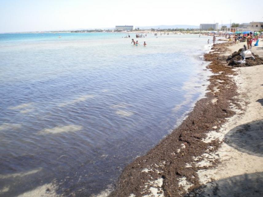 La Spiaggia Di Torre Canne Invasa Dalle Alghe Cronaca Fasano