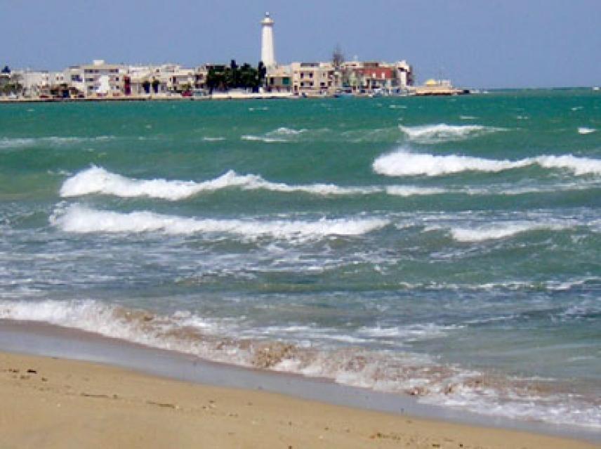 Tartaruga Arenata Sulla Spiaggia Di Torre Canne Cronaca Fasano